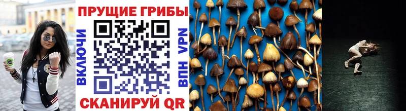 Галлюциногенные грибы Cubensis  Купить где  Дагестанские Огни 